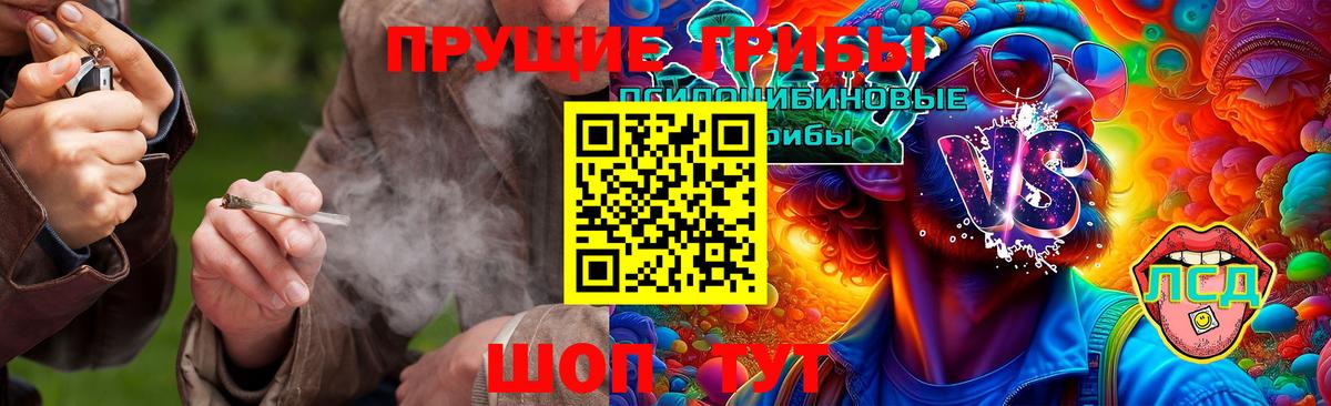 Галлюциногенные грибы Psilocybe Белгород